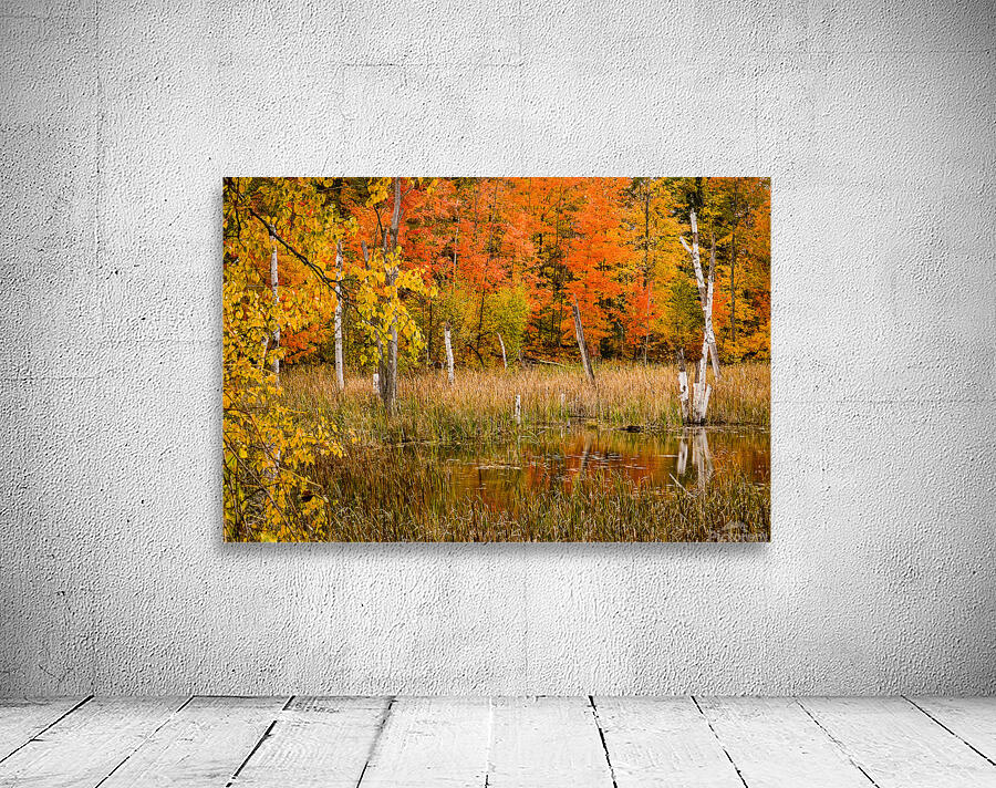 Fall of Colors Wall Preview