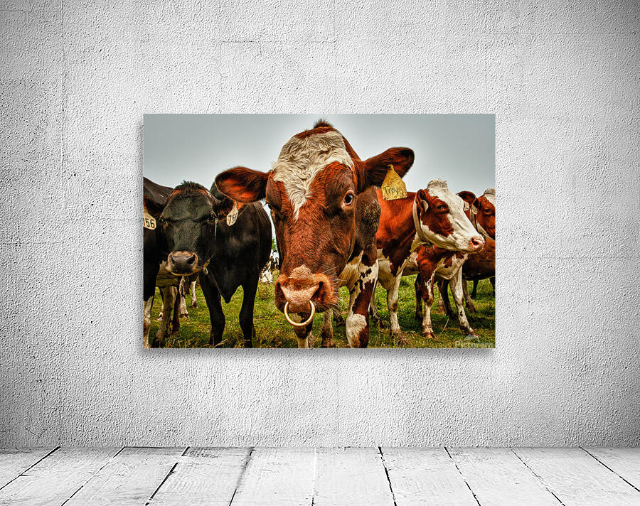 Wisconsin Cows Wall Preview