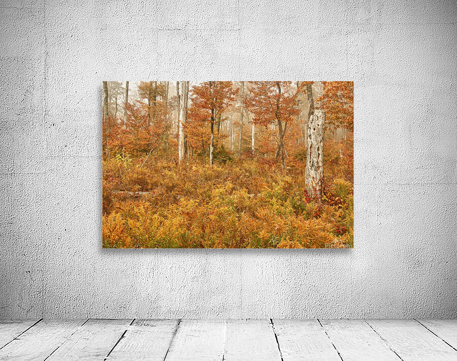 Fall Nature In Door County Wisconsin Wall Preview