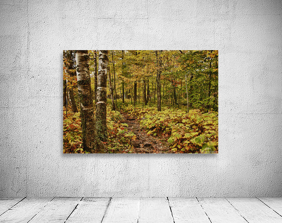 Wisconsin Fall Walk Wall Preview