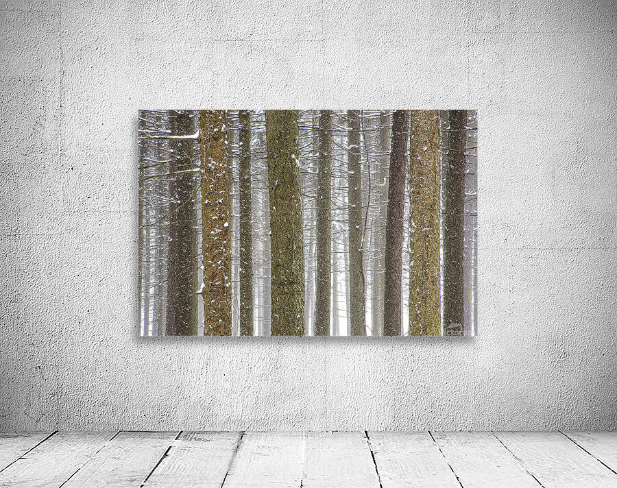 Winter Pine Forest Wall Preview