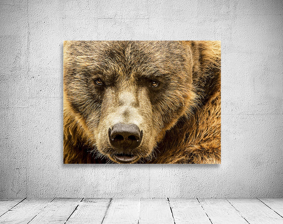 Grizzly Stare Wall Preview