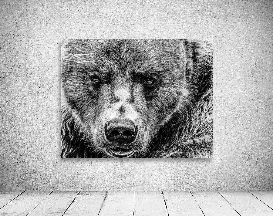Grizzly Stare B&W Wall Preview