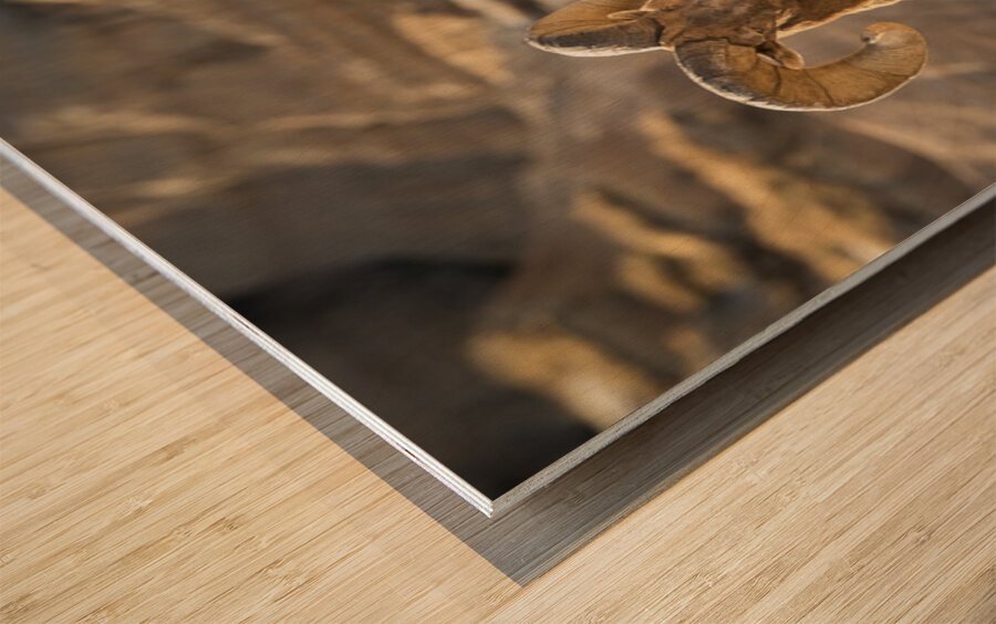 Badlands Bighorn Sheep Wood print