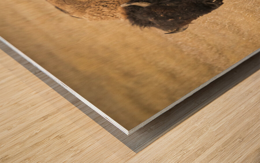 Bison of The Badlands Wood print