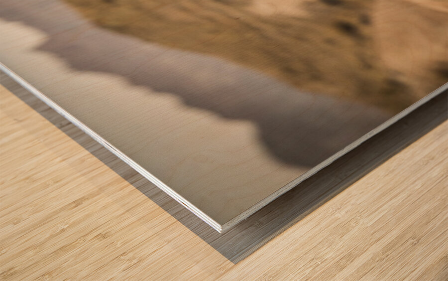 Big Horn Sheep Standoff Wood print