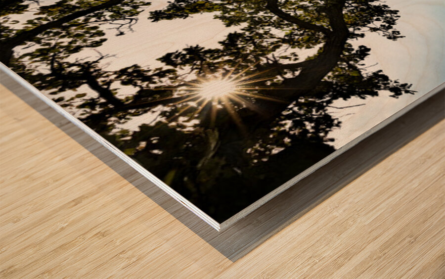 Iowa Barns Wood print