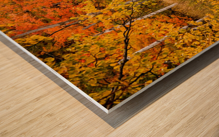 Fall of Colors Wood print