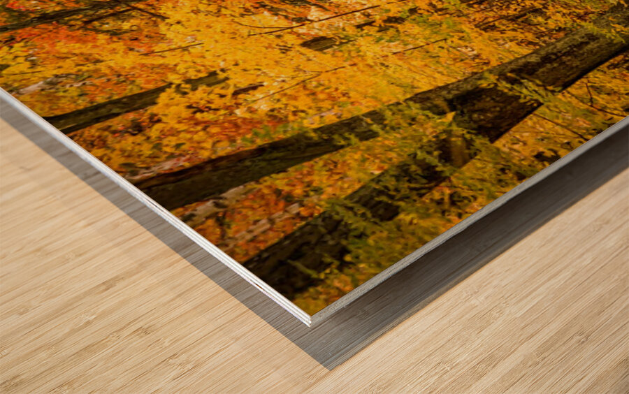 Road to Fall Wood print