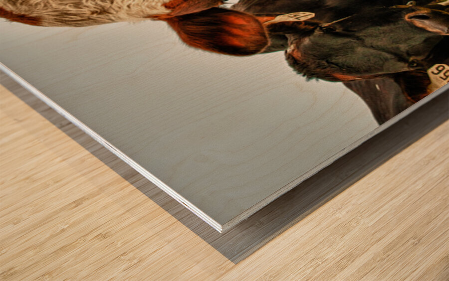 Wisconsin Cows Wood print