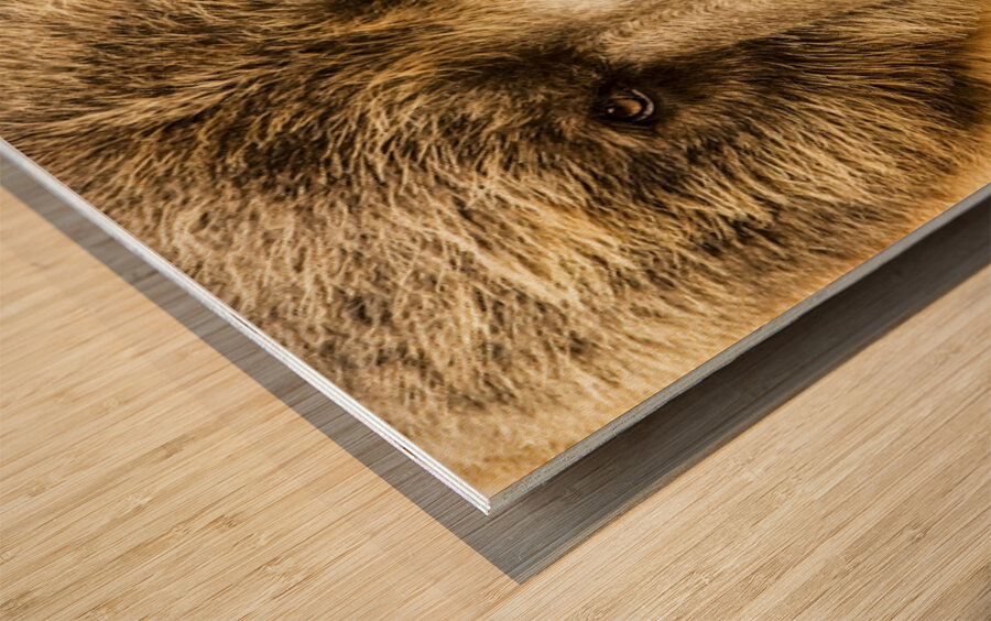 Grizzly Stare Wood print