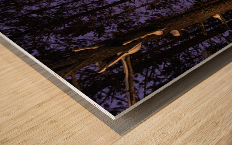 Minnesota Northwoods Winter Camping Wood print