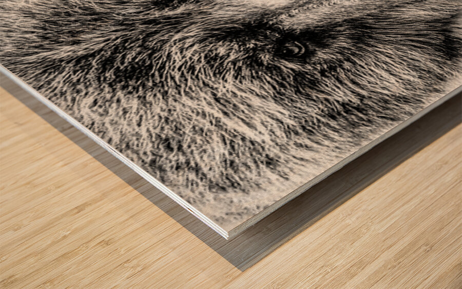 Grizzly Stare B&W Wood print