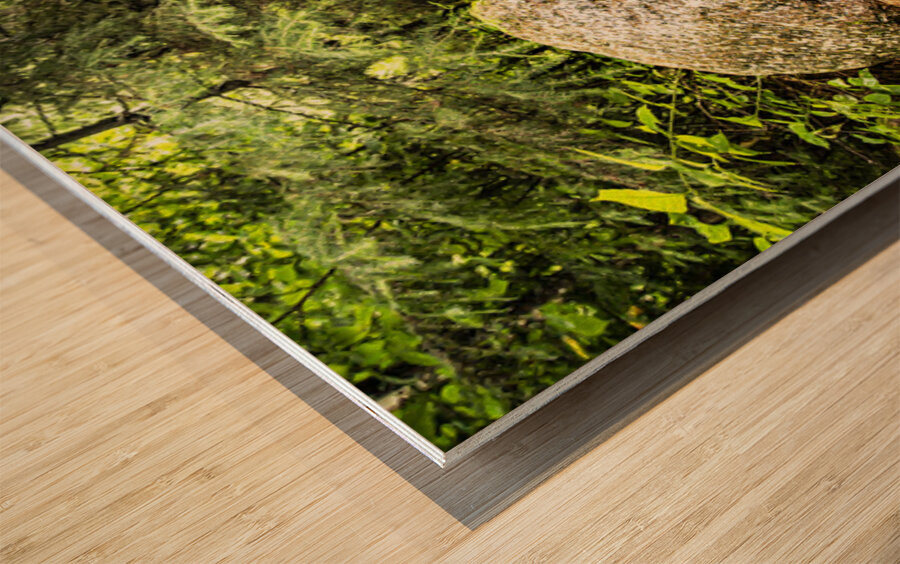 Boulder Car in Nature Wood print