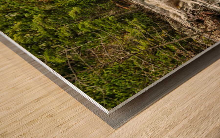 Anicon Falls State Park River Wood print