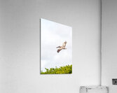 DSC07456 Acrylic Print