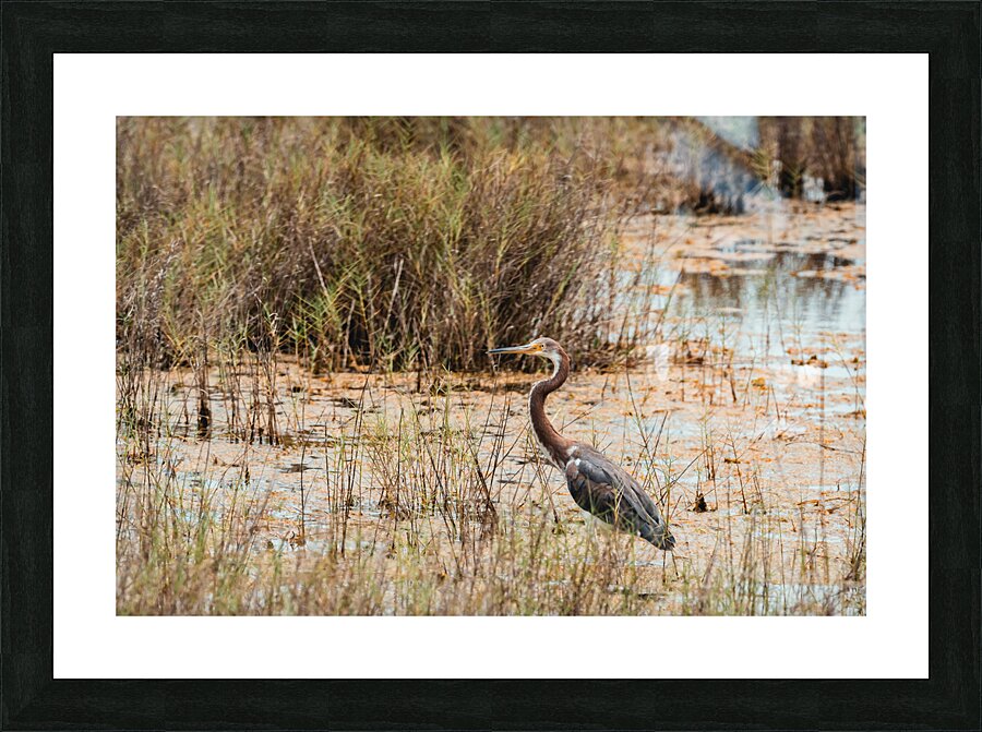 DSC07920 Picture Frame print