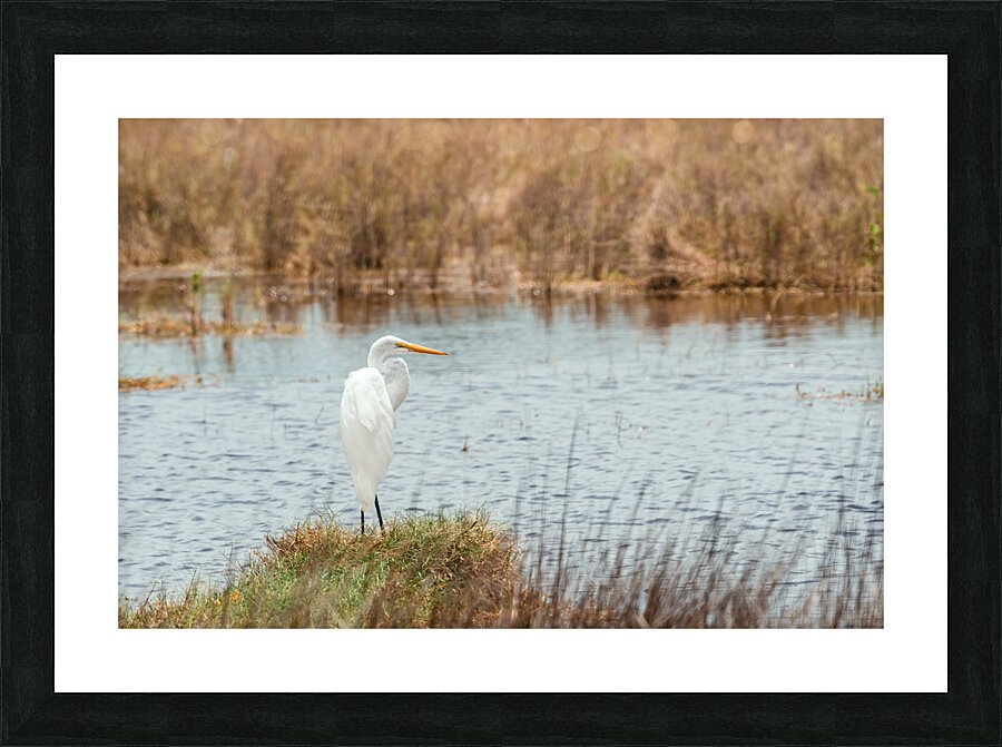 DSC08324 Picture Frame print