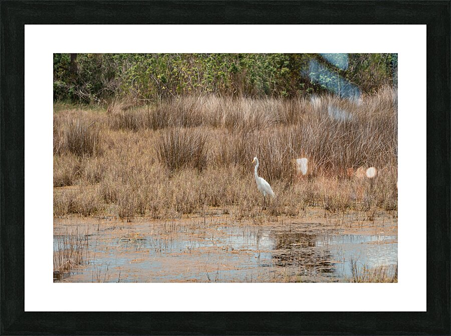 DSC08284 Picture Frame print