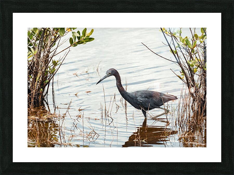 DSC07991 Picture Frame print