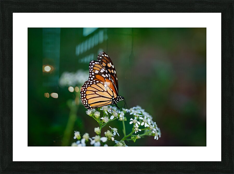 DSC08001 Picture Frame print