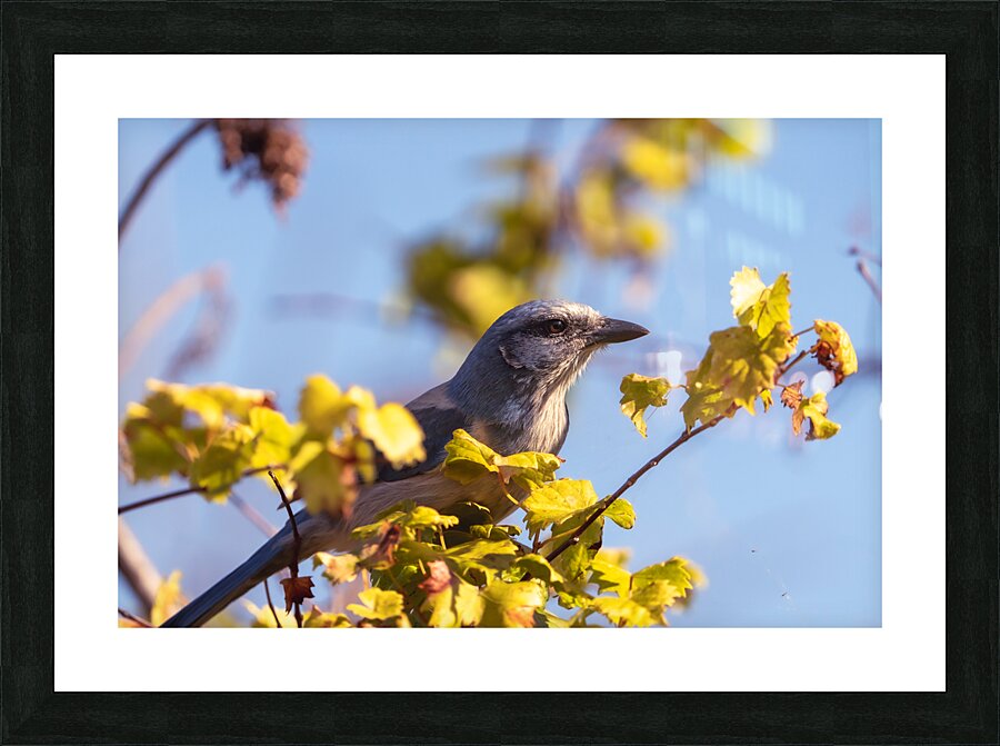 DSC04159 Picture Frame print