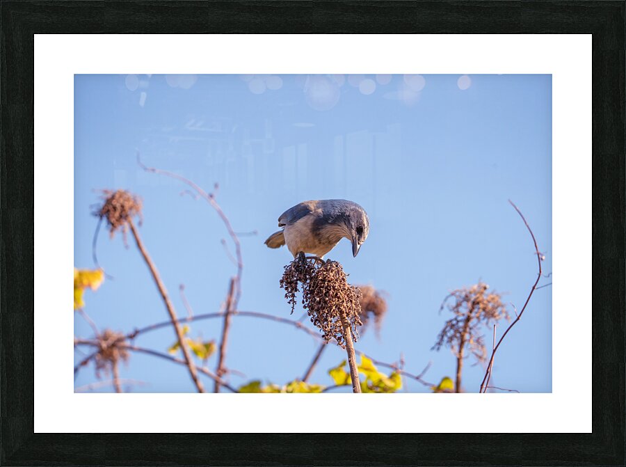 DSC04143 Picture Frame print
