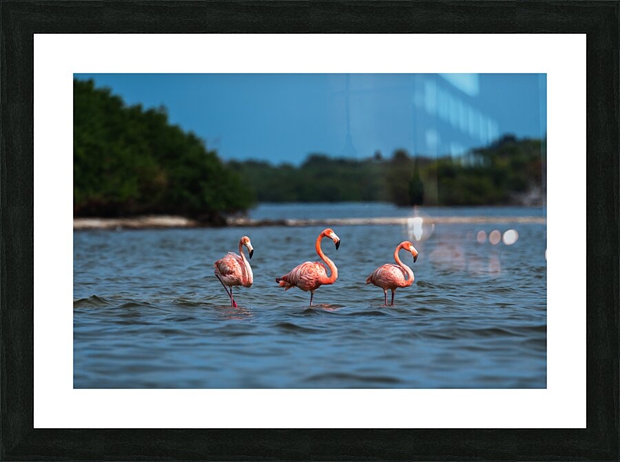 DSC02006 Picture Frame print