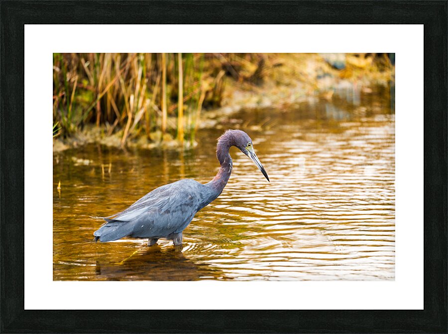 DSC06958 Picture Frame print