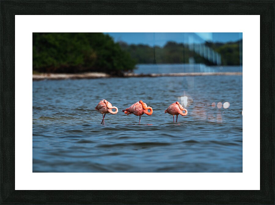 DSC01989 Picture Frame print