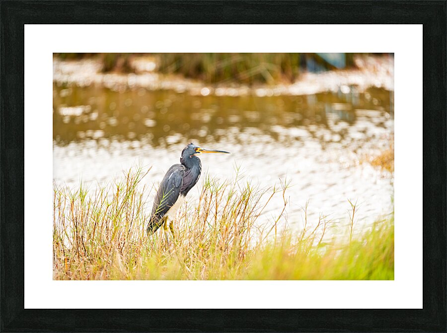 DSC06990 Picture Frame print