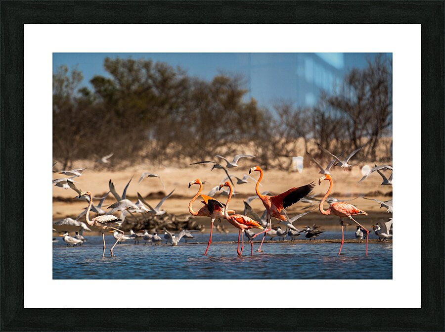 DSC07620 Picture Frame print