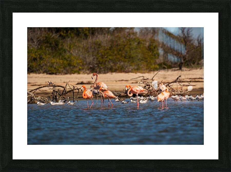 DSC07342 Picture Frame print