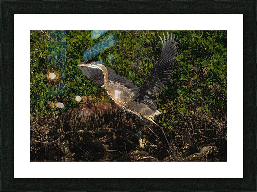 DSC07274 Picture Frame print