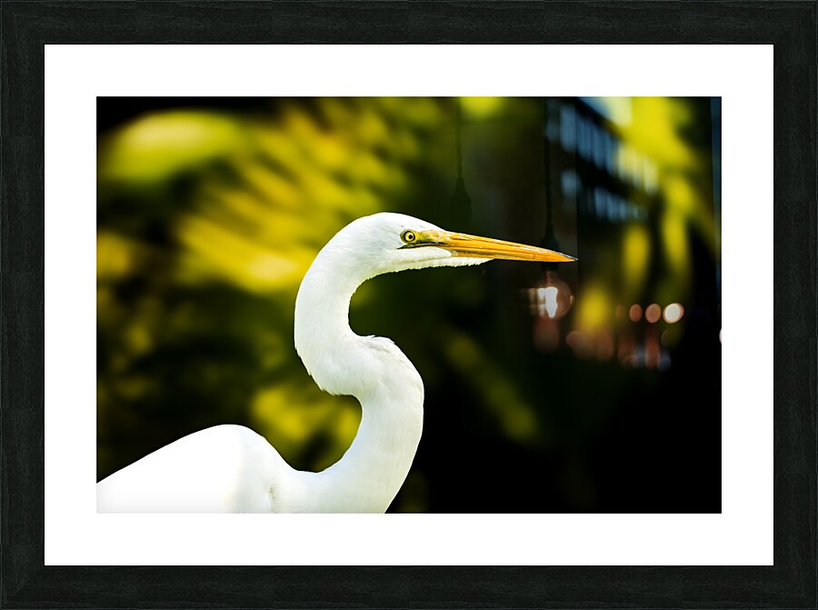 DSC07911 Picture Frame print