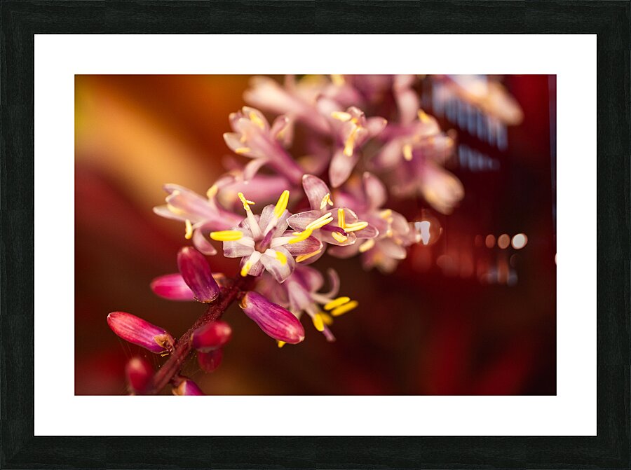 DSC07925 Picture Frame print
