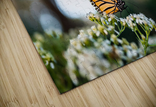 DSC08029 Erin Rotne Photography puzzle