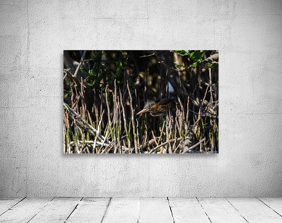 DSC06144 Wall Preview