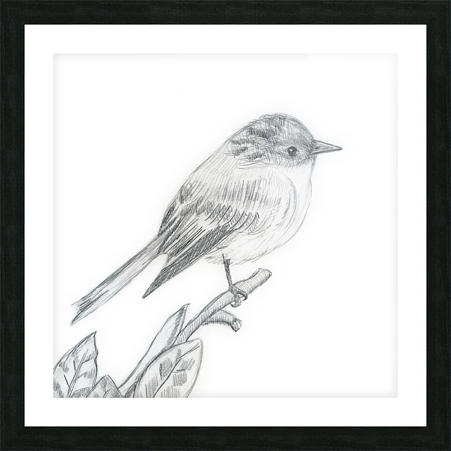 Eastern Phoebe Picture Frame print