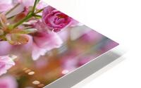 Cherry Blossoms HD Metal print