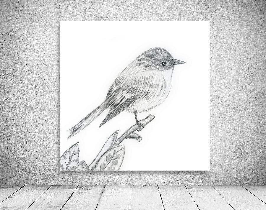 Eastern Phoebe Wall Preview