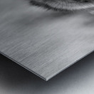 Greedy Friend- Moroccan Monkey Metal print