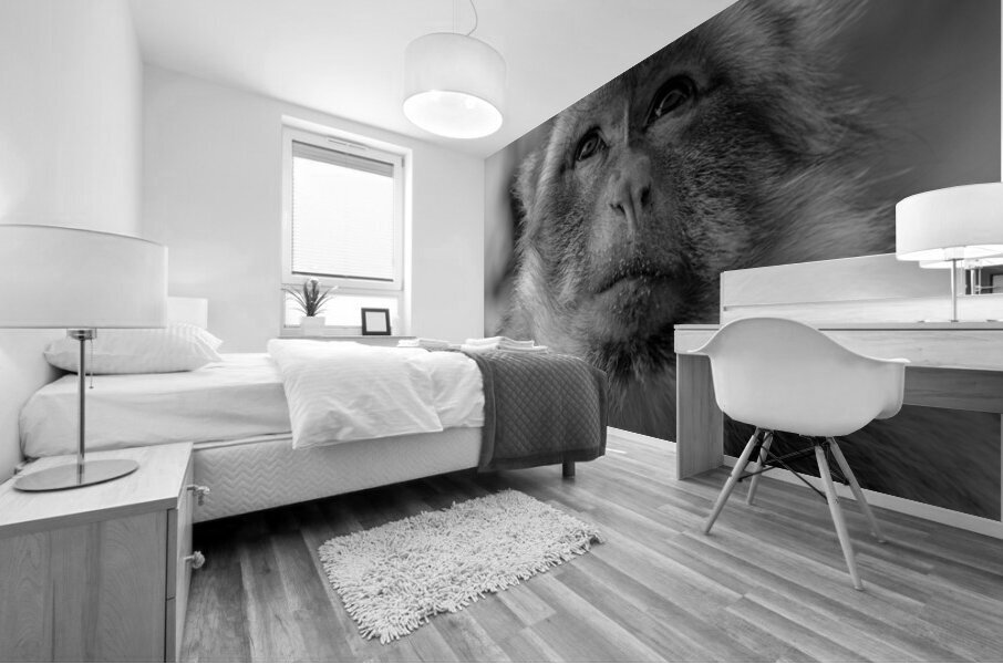 Greedy Friend- Moroccan Monkey Mural print