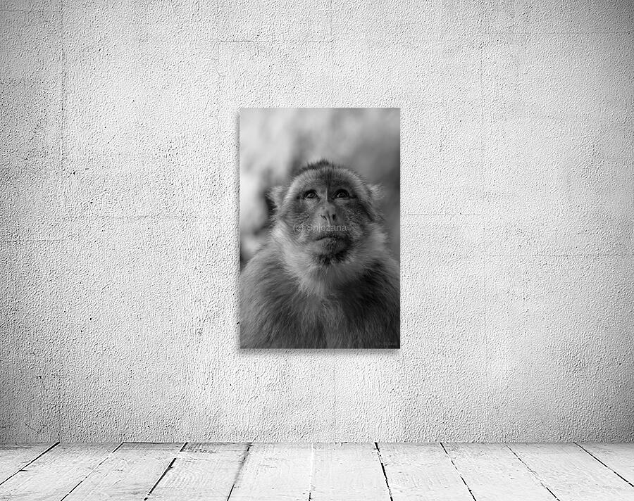 Greedy Friend- Moroccan Monkey Wall Preview