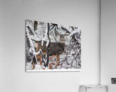 Winter Deer in Snow - Wasatch Benches - Salt Lake Acrylic Print