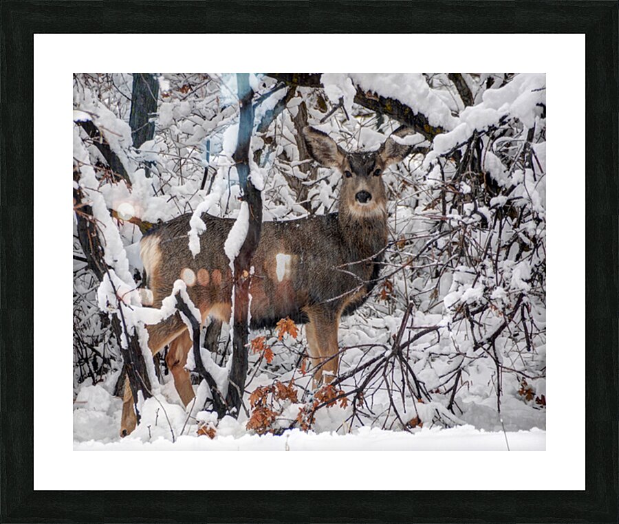 Winter Deer in Snow - Wasatch Benches - Salt Lake Picture Frame print