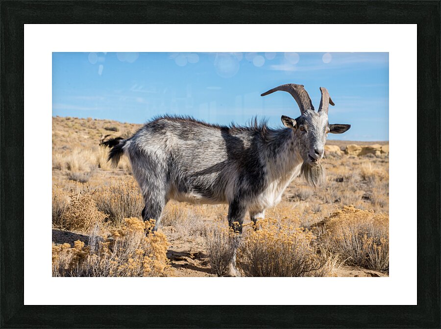 billy goat Picture Frame print