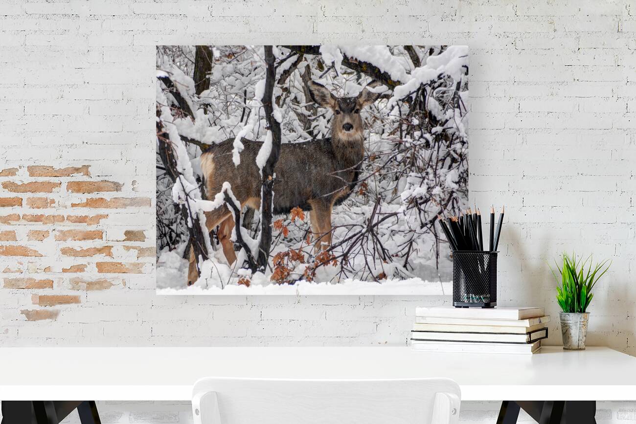 Winter Deer in Snow - Wasatch Benches - Salt Lake Reproduction