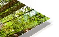 forest house HD Metal print