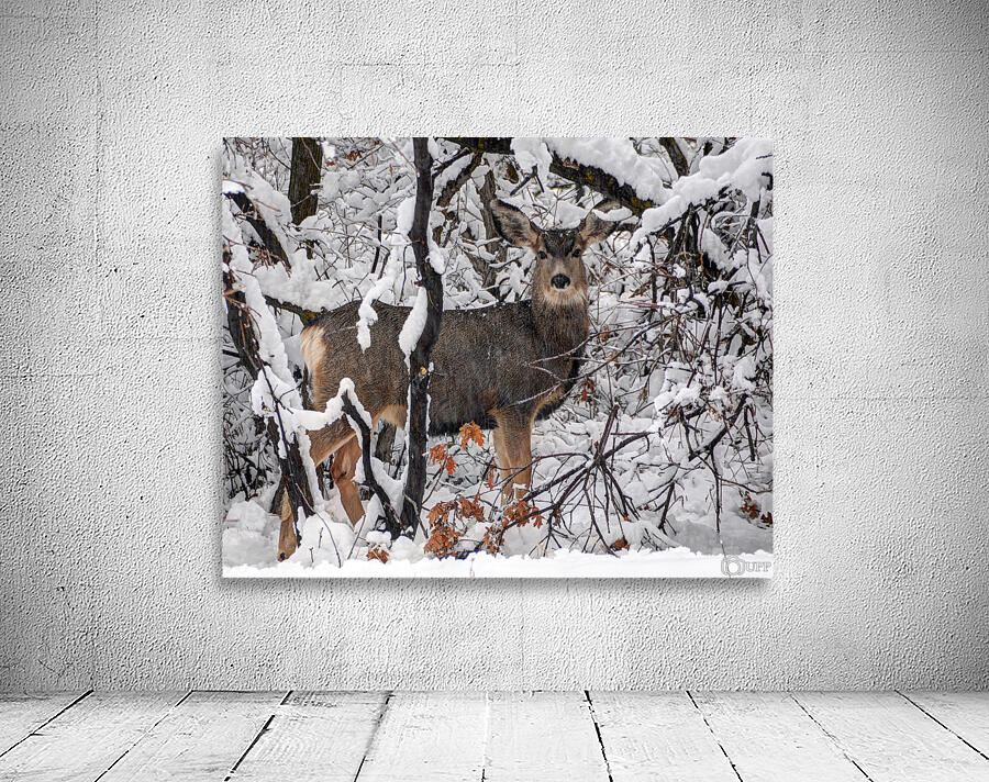 Winter Deer in Snow - Wasatch Benches - Salt Lake Wall Preview